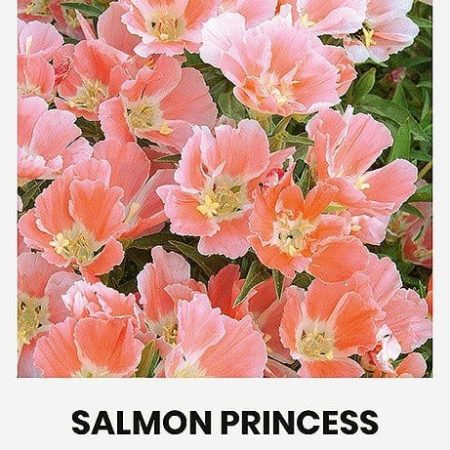 STAMBIAŽIEDĖS GODETIJOS SALMON PRINCESS