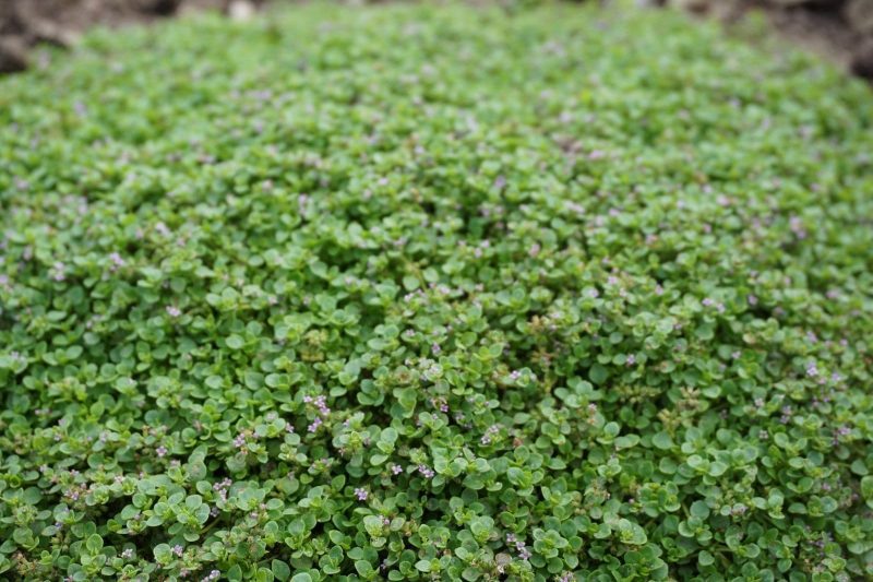 SULTINGOSIOS MĖTOS MINI MINT - Image 2