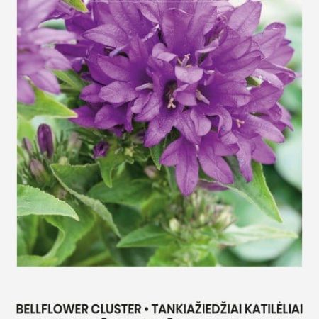 TANKIAŽIEDŽIAI KATILĖLIAI