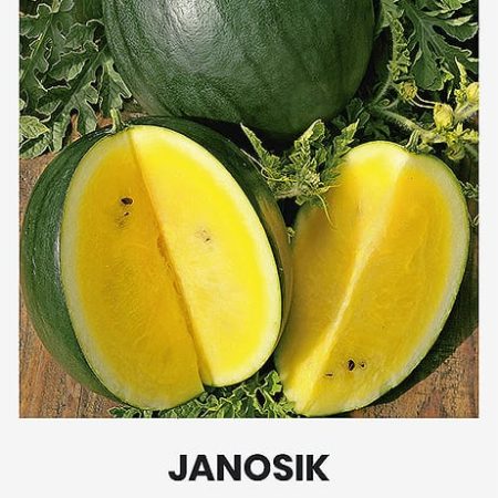 TIKRIEJI ARBŪZAI JANOSIK