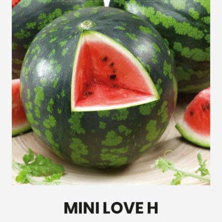 TIKRIEJI ARBŪZAI MINI LOVE H