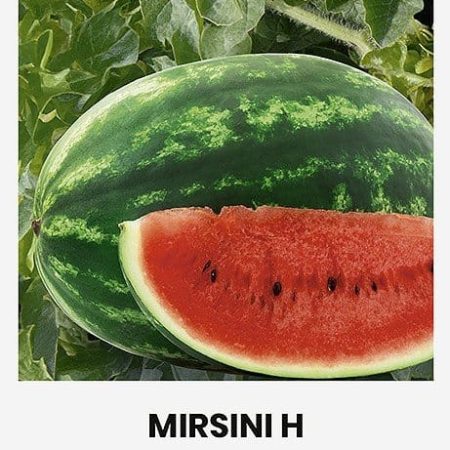 TIKRIEJI ARBŪZAI MIRSINI H