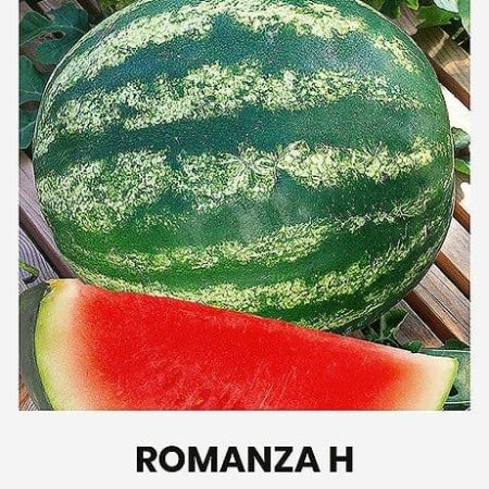 TIKRIEJI ARBŪZAI ROMANZA H