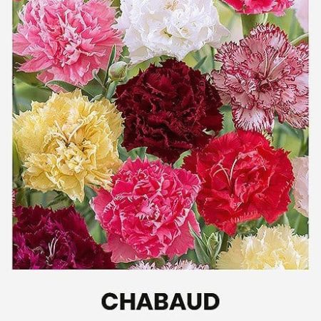 TIKRIEJI GVAZDIKAI CHABAUD