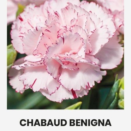 TIKRIEJI GVAZDIKAI CHABAUD BENIGNA