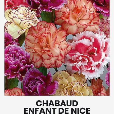 TIKRIEJI GVAZDIKAI CHABAUD ENFANT DE NICE
