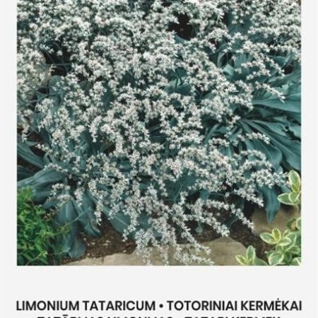 TOTORINIAI KERMĖKAI
