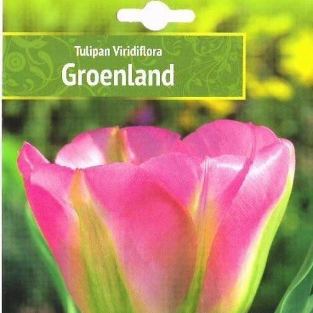 TULPĖS GROENLAND
