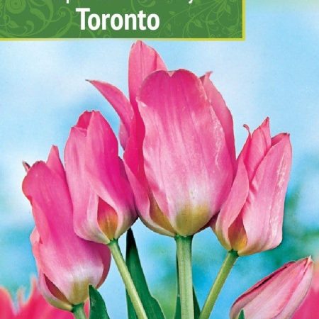 TULPĖS TORONTO