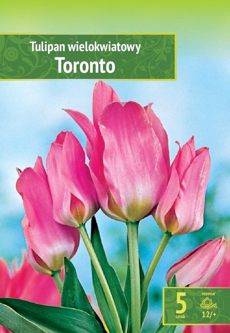 TULPĖS TORONTO