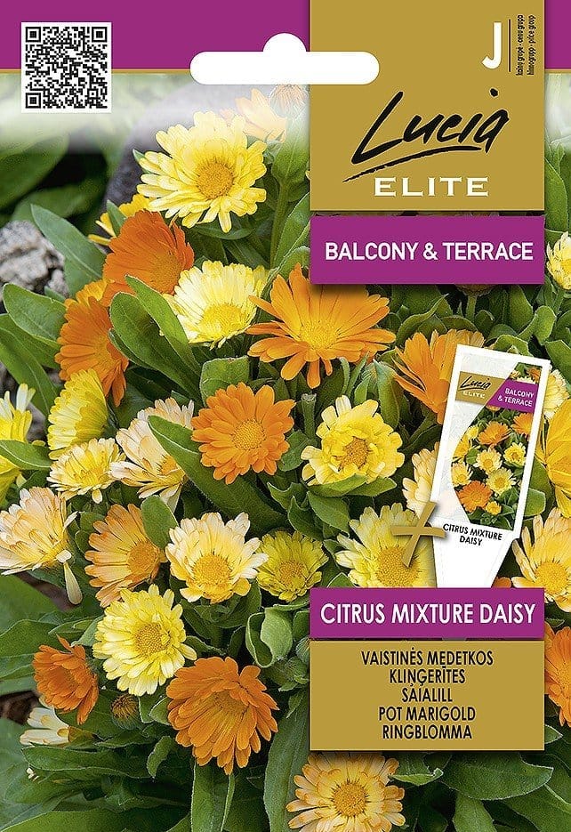 VAISTINĖS MEDETKOS CITRUS MIXTURE DAISY