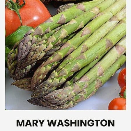 VAISTINIAI SMIDRAI MARY WASHINGTON