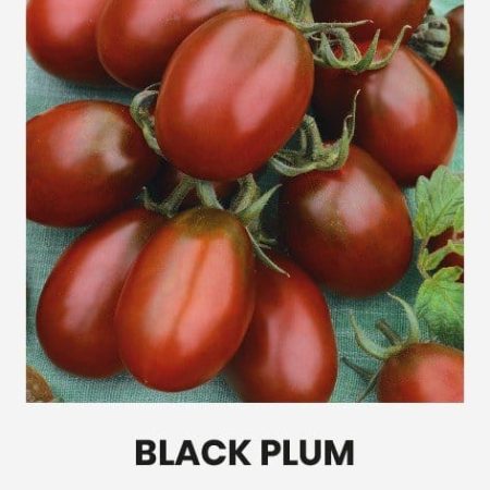 VALGOMIEJI POMIDORAI BLACK PLUM