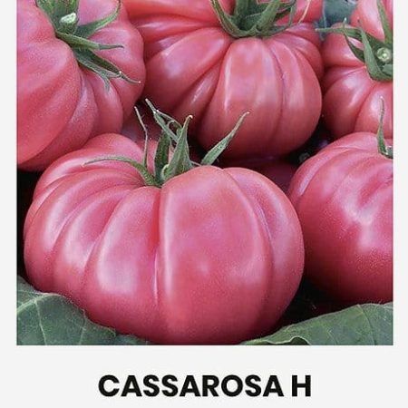 VALGOMIEJI POMIDORAI CASSAROSA H