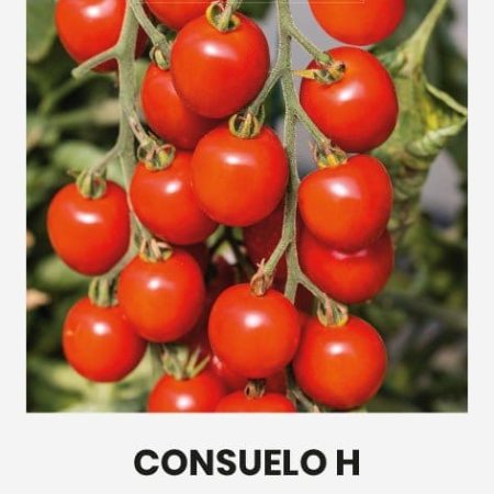 VALGOMIEJI POMIDORAI CONSUELO H