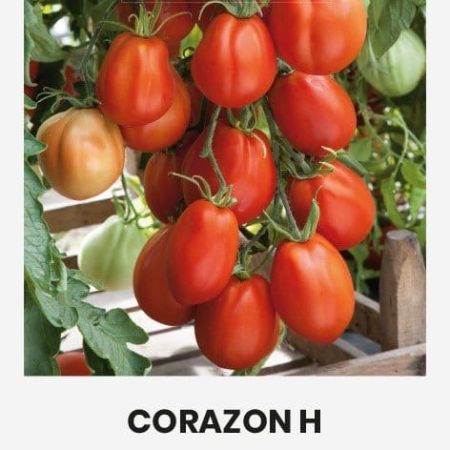 VALGOMIEJI POMIDORAI CORAZON H