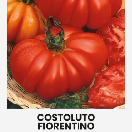 VALGOMIEJI POMIDORAI COSTOLUTO FIORENTINO