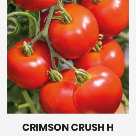 VALGOMIEJI POMIDORAI CRIMSON CRUSH H