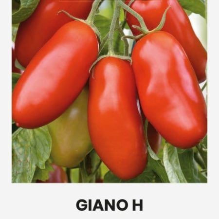 VALGOMIEJI POMIDORAI GIANO H