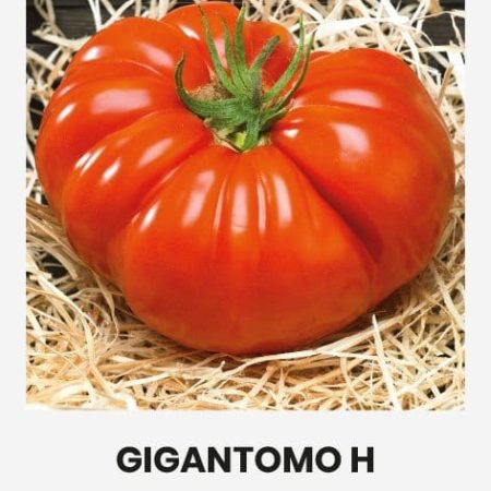 VALGOMIEJI POMIDORAI GIGANTOMO H