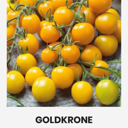 VALGOMIEJI POMIDORAI GOLDKRONE