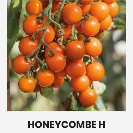 VALGOMIEJI POMIDORAI HONEYCOMBE H