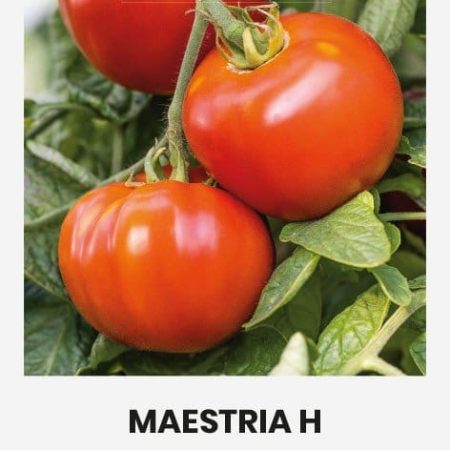 VALGOMIEJI POMIDORAI MAESTRIA H