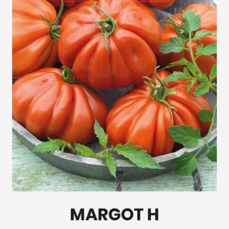 VALGOMIEJI POMIDORAI MARGOT H
