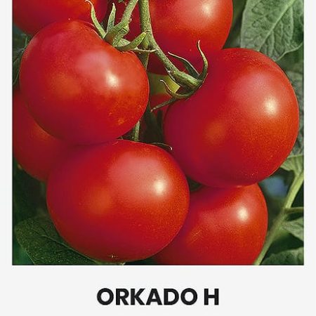 VALGOMIEJI POMIDORAI ORKADO H