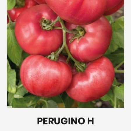 VALGOMIEJI POMIDORAI PERUGINO H