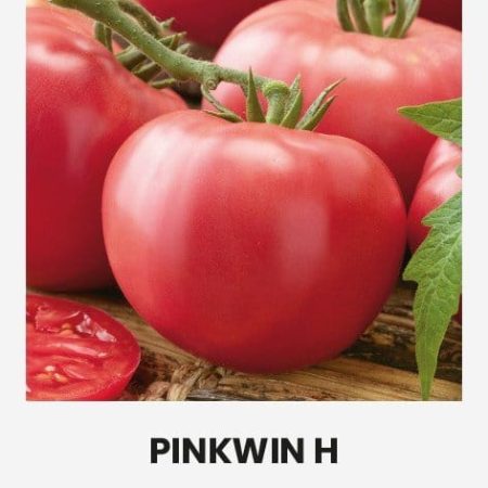 VALGOMIEJI POMIDORAI PINKWIN H