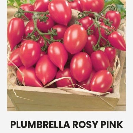 VALGOMIEJI POMIDORAI PLUMBRELLA ROSY PINK