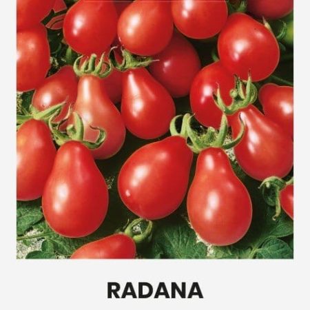 VALGOMIEJI POMIDORAI RADANA