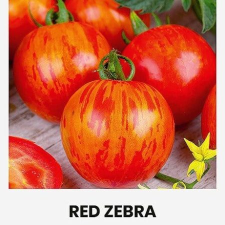 VALGOMIEJI POMIDORAI RED ZEBRA H