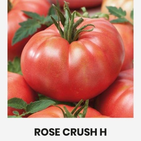 VALGOMIEJI POMIDORAI ROSE CRUSH H
