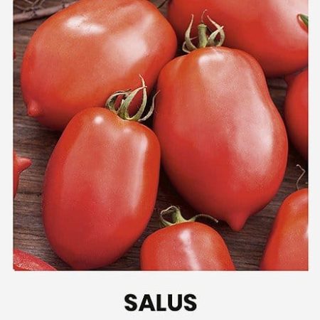 VALGOMIEJI POMIDORAI SALUS