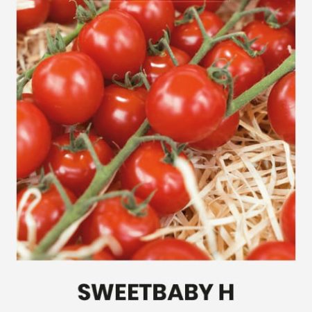 VALGOMIEJI POMIDORAI SWEETBABY H