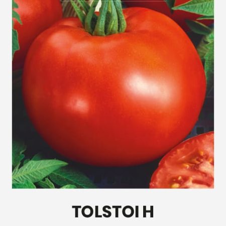 VALGOMIEJI POMIDORAI TOLSTOI H