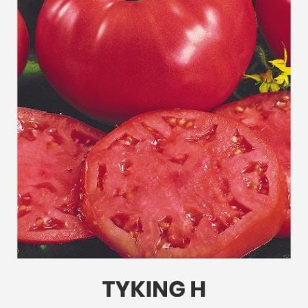 VALGOMIEJI POMIDORAI TYKING H