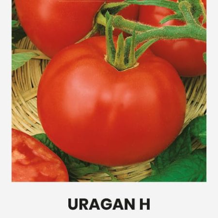 VALGOMIEJI POMIDORAI URAGAN H
