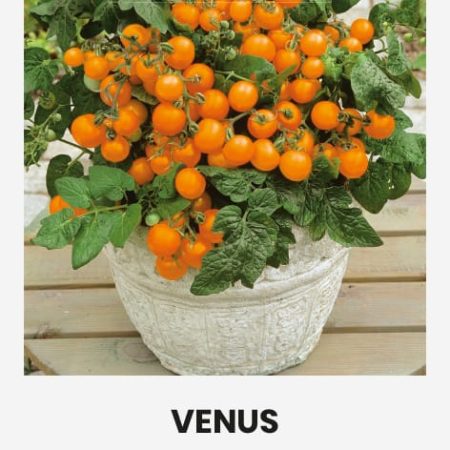 VALGOMIEJI POMIDORAI VENUS