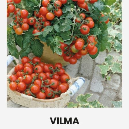VALGOMIEJI POMIDORAI VILMA