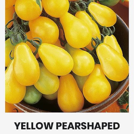 VALGOMIEJI POMIDORAI YELLOW PEARSHAPED