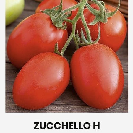 VALGOMIEJI POMIDORAI ZUCCHELLO H