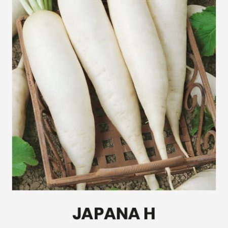 VALGOMIEJI RIDIKAI JAPANA H