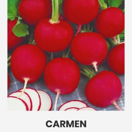 VALGOMIEJI RIDIKĖLIAI CARMEN
