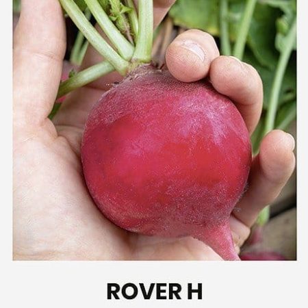 VALGOMIEJI RIDIKĖLIAI ROVER H