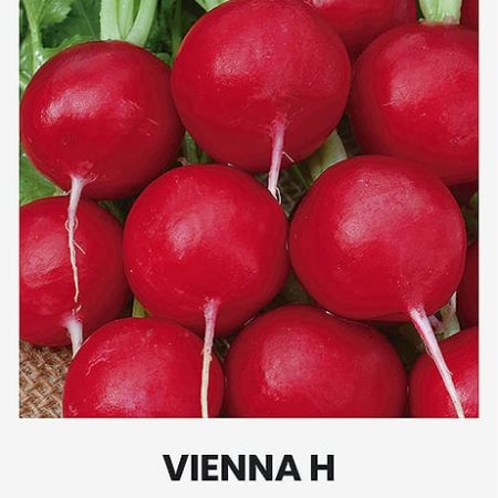 VALGOMIEJI RIDIKĖLIAI VIENNA H