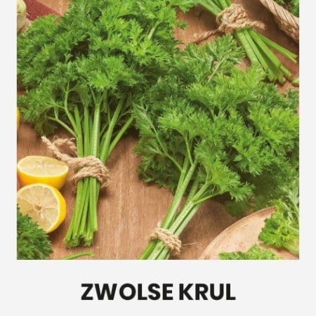 VALGOMIEJI SALIERAI ZWOLSE KRUL