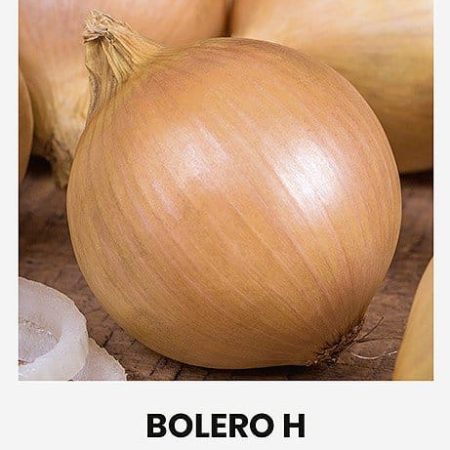 VALGOMIEJI SVOGŪNAI BOLERO H